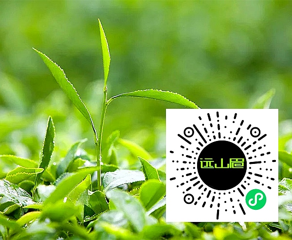 远山眉茶业